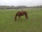 Backa Topola Zobnatica stables horse close up