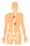 Backbone pain. Spine ache icon. Vertebral column diagram