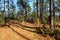 Backbone Trail Kisatchie National Forest Louisiana