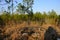 Backbone Trail Louisiana Kisatchie National Forest 2