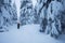 Backcountry hiker pushing through the fog on a snowy slope. Ski touring in harsh winter conditions. Ski tourer sporting