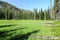 Backcountry Meadow in the Eagle Cap Wilderness, Oregon, USA