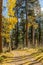 Backcountry Road in Fall in Arizona