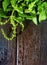 Backdrop of brown wooden table top with basil vegetables on it