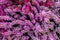 Backdrop floral background, pink heather calluna top view. Beautiful autumn flower, bouquet from magenta heather blossom