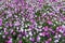 Backdrop flowering petunias in various shades of pink