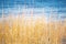 Backdrop image of tall golden grass with blue ocean behind it
