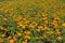 Backdrop - lots of orange flowers of Tagetes patula