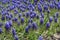 Backdrop - lots of violet flowers of grape hyacinths in April