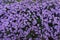 Backdrop - lots of violet flowers of Michaelmas daisies
