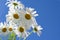 Backdrop made of group of delicate white chamomile flowers with yellow cores on clear sky scape on bright sunlight