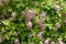 Backdrop - pink flowers in the leafage of Korean spiraea