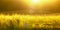 Backdrop of ripening barley of yellow wheat field on the sunset cloudy yellow sky ultrawide background. Sunrise. Effect of sunshin