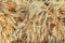 Backdrop of ripening ears of wheat field.
