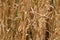 Backdrop of ripening ears of yellow wheat field