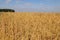 Backdrop of ripening ears of yellow wheat field