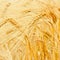 Backdround of  yellow wheat field on the sunset. Close up nature photo