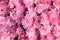 Background abstract chrysanthemum pink flowers spring