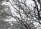 Background abstract showcasing close up View of snow tree branch against overcast clouds in winters. Freezing winter weather