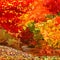 Background abstraction bright colorful deciduous autumn forest