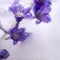 Background of aconite flower frozen in ice