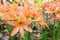 Background  Amaryllis flowers nature beautiful.