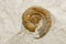 Background - ammonite shell in limestone