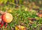 Background, apple on small rake in autumn garden, close-up