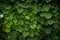 Background of Aristolochia Macrophylla leaves