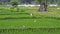 Background asian view on white stork on rice terraces green plant field industry. Summer travel landscape agriculture.