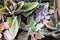 Background of assorted succulents in delicate colors