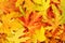 Background of autumn fallen colored leaves
