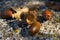 Background with autumn leaves and acorns close-up. Macro of acorns. Acorns fallen on the wall and out of the shell