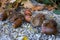 Background with autumn leaves and acorns close-up. Macro of acorns. Acorns fallen on the wall and out of the shell