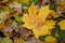 Background of autumn leaves, nature, seasons.