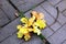 Background. Autumn. Maroon leaves on paving slabs.