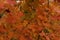 Background from autumn red maple leaves, September and the most beautiful
