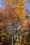 background autumn trees and beech trees with colorful leaves wit