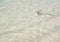 Background of baby common stingaree stingray in shallow water