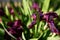 Background background purple flowers cockerel irises. View from above. Green leaves