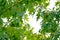 background banner, green natural sun blurred bokeh lights, juicy green oak foliage, Quercus palustris flutter in wind, summer