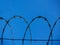 Background of a barbwire fence against a blue sky forming a geometric pattern of archs horizontal