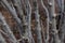 Background of bare branches, selective focus layers