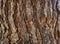 Background of the bark of a wrinkled and old tree. The pattern is natural and the texture is deep