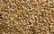 Background of barley grain