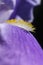 Background, beautiful, beauty, bloom, blossom, bright, color, flora, floral, flower, garden, iris, macro, nature, petal, plant, pu