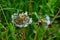 Background Beautiful blooming bush of white fluffy dandelions