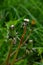 Background Beautiful blooming bush of white fluffy dandelions