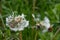 Background Beautiful blooming bush of white fluffy dandelions