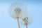 Background Beautiful blooming bush of white fluffy dandelions. Horizontal photo